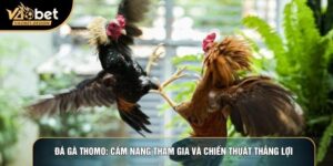 Đá Gà Thomo: Cẩm Nang Tham Gia Và Chiến Thuật Thắng Lợi
