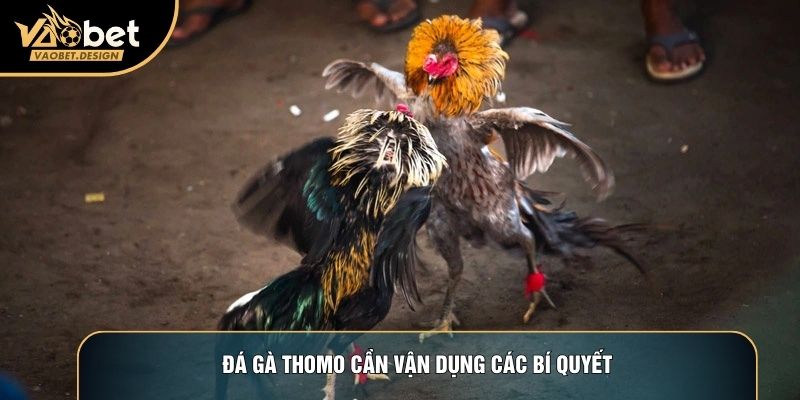 Đá gà thomo cần vận dụng các bí quyết