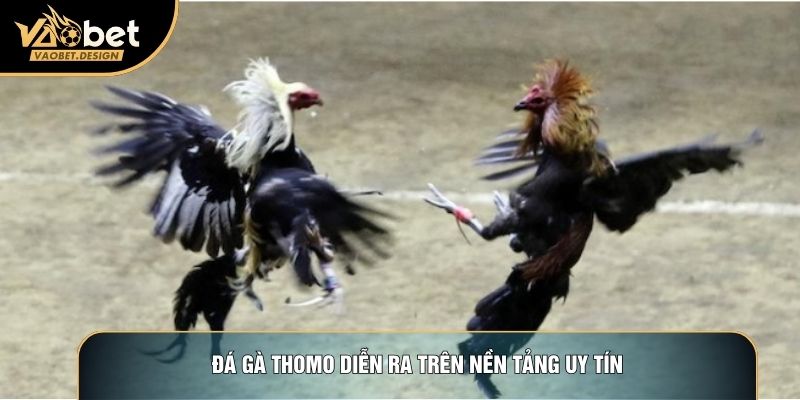 Đá gà thomo diễn ra trên nền tảng uy tín