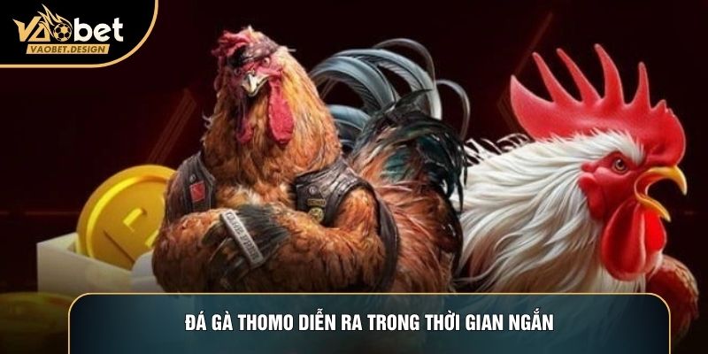 Đá gà thomo diễn ra trong thời gian ngắn